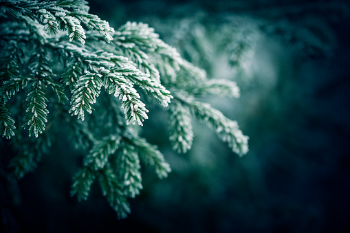 frost-covered spruce tree branch