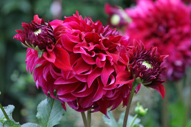 dalia decorativa de color rojo intenso 'espartaco' en flor. - spartacus fotografías e imágenes de stock