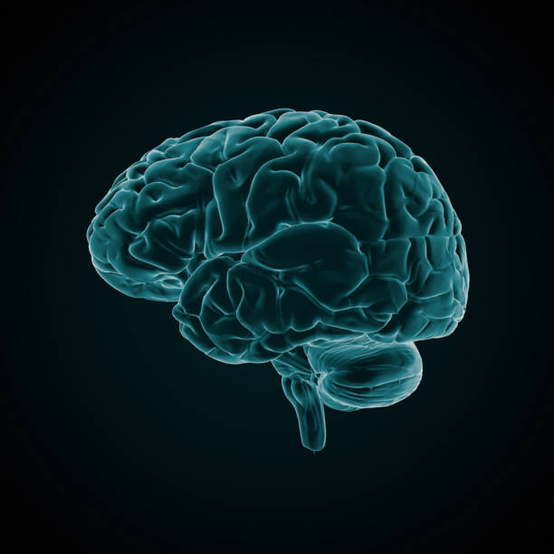 Human Brain X-ray style stock photo