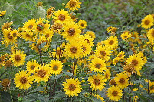 Yellow Heliopsis helianthoides, false sunflower, in bloom.