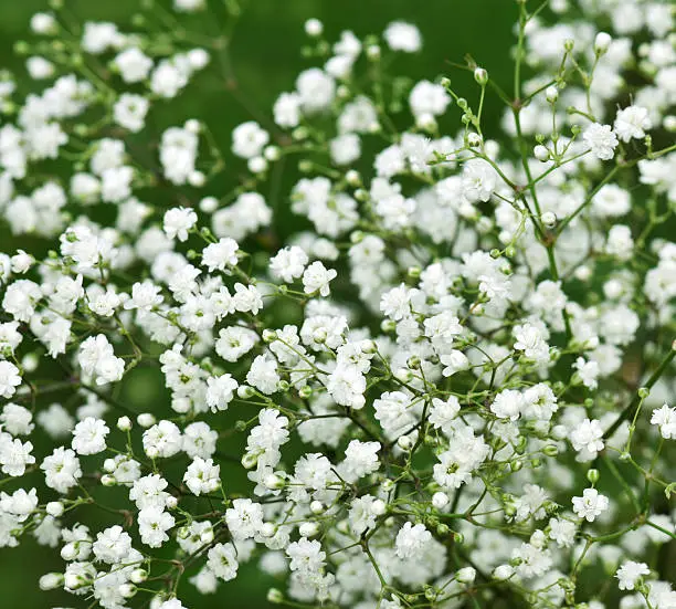 white flowers, baby's breath close-up background
