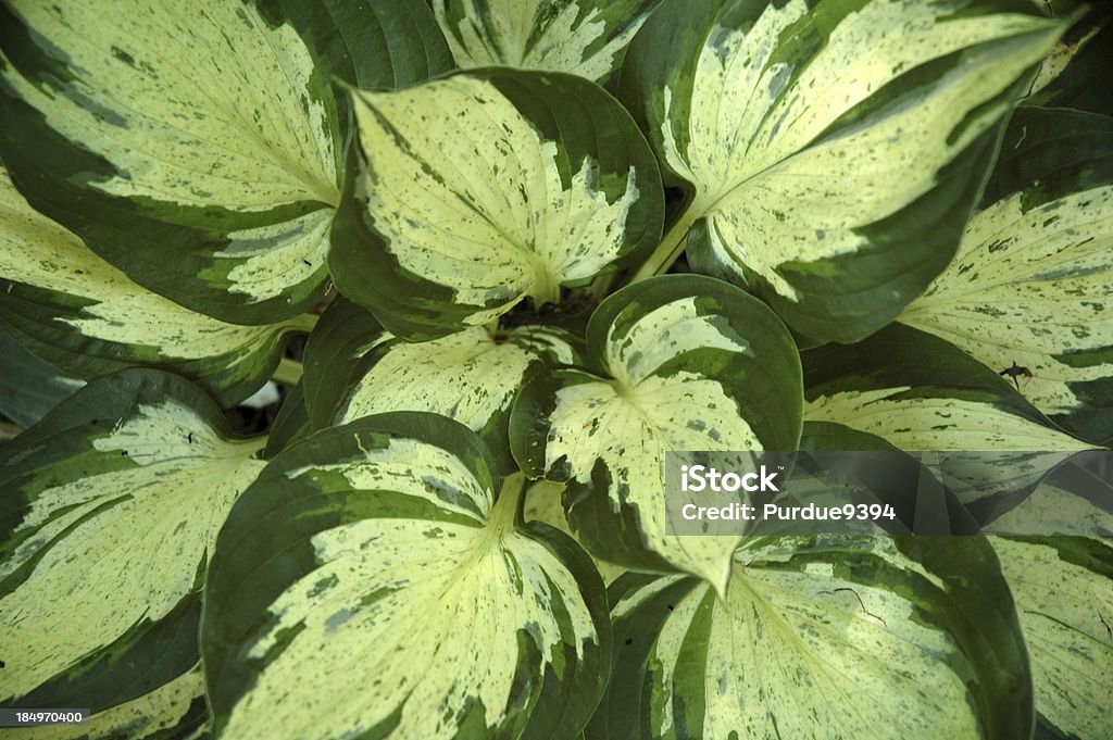 Hosta rivoluzione ricciolo di foglie - Foto stock royalty-free di Hosta