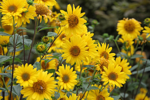 istock Yellow Heliopsis helianthoides, false sunflower, in bloom. 1849704345