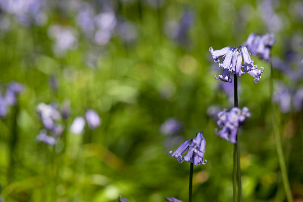 Bluebells in woodland stock photo