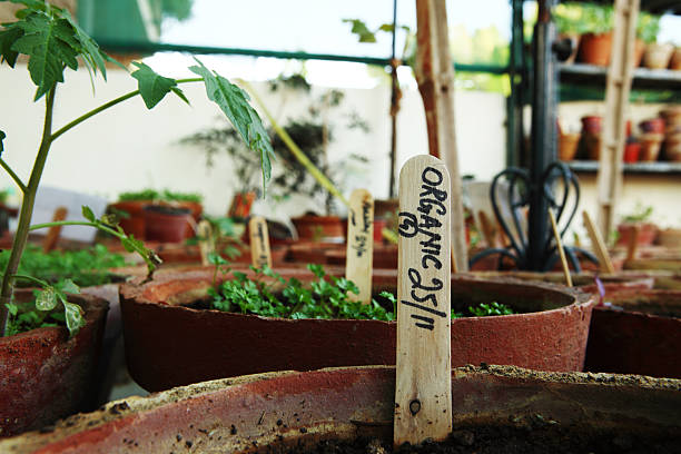 都会的/オーガニック野菜とハーブが庭園のバルコニー - oregano herb garden herb gardens ストックフォトと画像