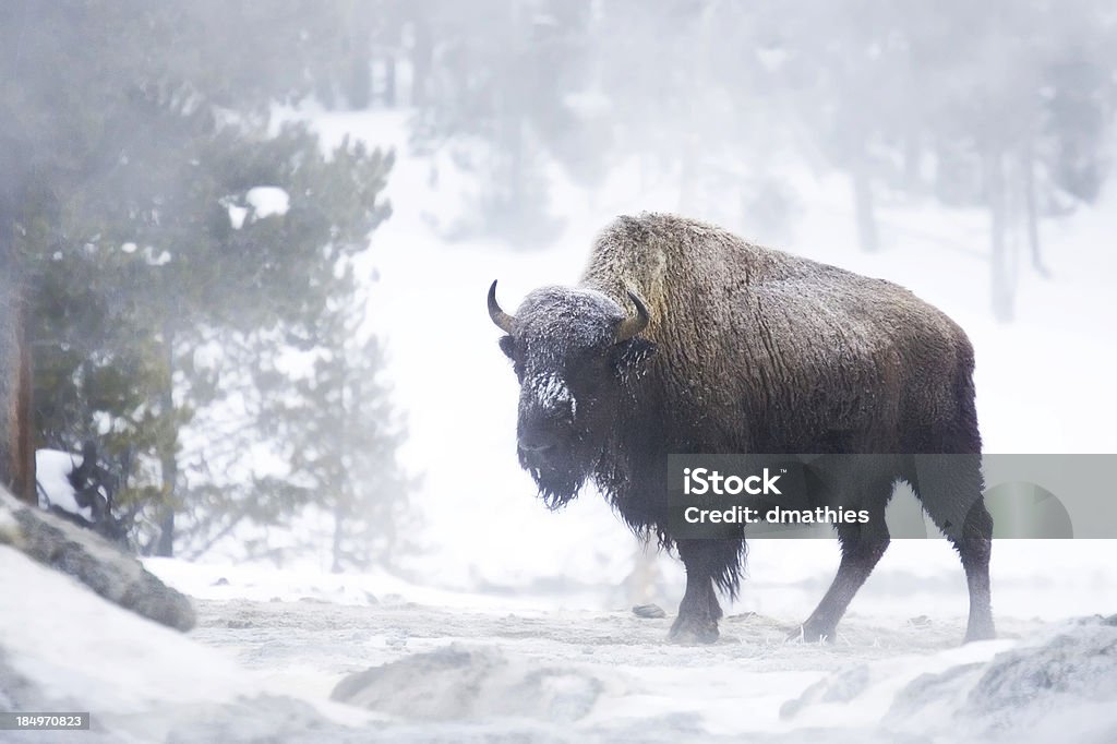 Bisonte en niebla - Foto de stock de Excursionismo libre de derechos