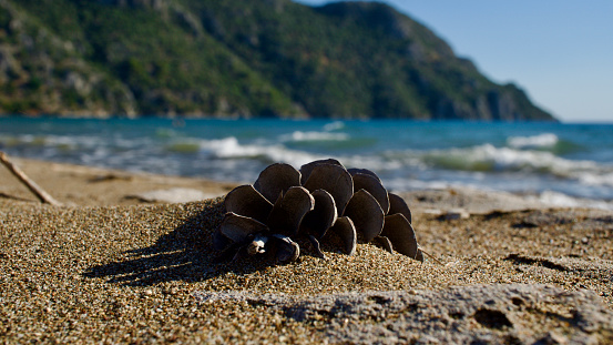 Tree-covered mountains, blue sea and pine cones in yellow sand.