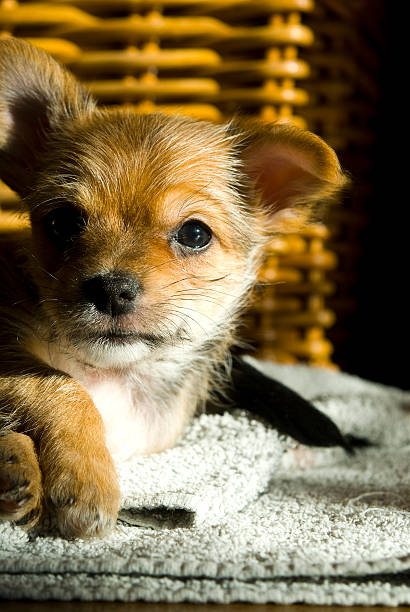 Young puppies Young puppies newborn yorkie puppies stock pictures, royalty-free photos & images