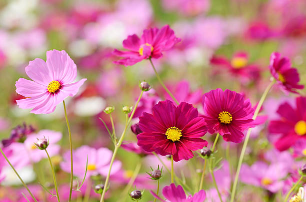 kosmos blumen - cosmos flower daisy flower field stock-fotos und bilder