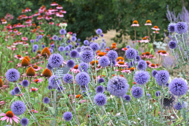 istock Deep blue Globe thistle, Echinops Ritro 'Veitch's Blue' in flower. 1849713519