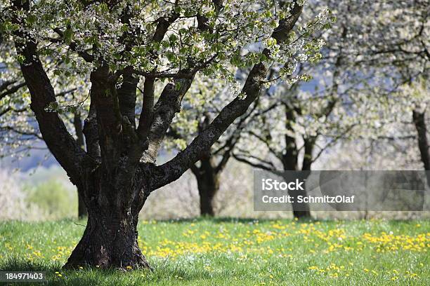 Blooming Cherry Tree With Dandelion Stock Photo - Download Image Now - Cherry, Tree, Tree Trunk