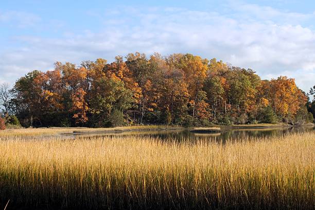 istock Beautiful Autumn Colors on a Chesapeake Bay Estuary Marsh 184971448