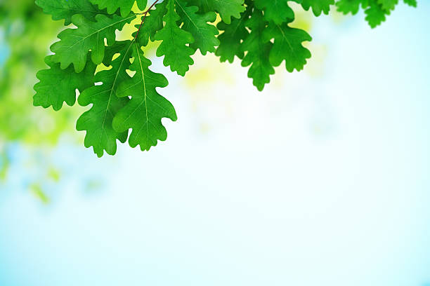 신선한 녹색 참나무 잎 - spring oak tree leaf oak leaf 뉴스 사진 이미지