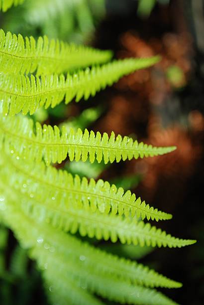 nasłonecznionych nowa zelandia punga (ponga) fern liść złożony - fern new zealand macro frond zdjęcia i obrazy z banku zdjęć