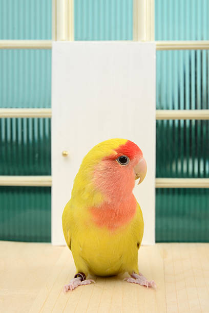 istock Bird in a Modern Doorway 184971775