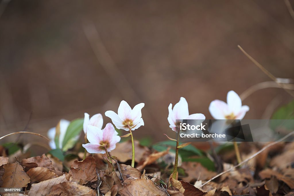Морозник цветы - Стоковые фото Зима роялти-фри
