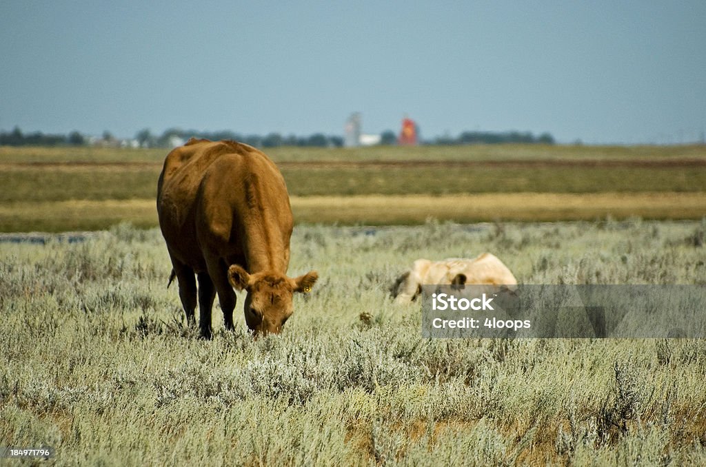 MooO licious - Foto de stock de Agricultura royalty-free