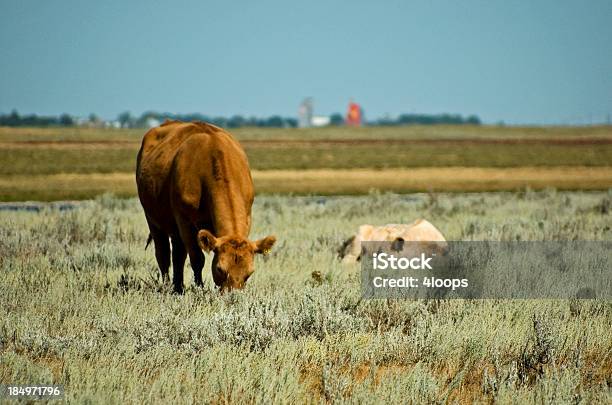 Mooo Licious - Fotografias de stock e mais imagens de Agricultura - Agricultura, América do Norte, Animal