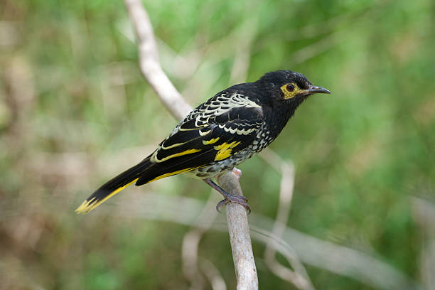 regent miodojady (xanthomyza phrygia - honeyeater zdjęcia i obrazy z banku zdjęć