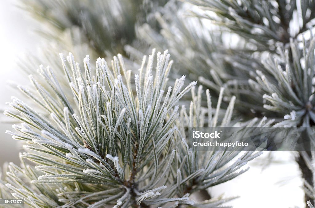 De pine branch - Foto de stock de Invierno libre de derechos