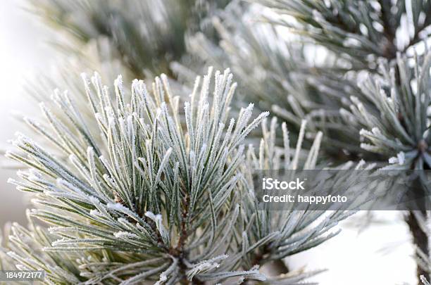 松の枝 - パインコーンのストックフォトや画像を多数ご用意 - パインコーン, 冬, 凍った