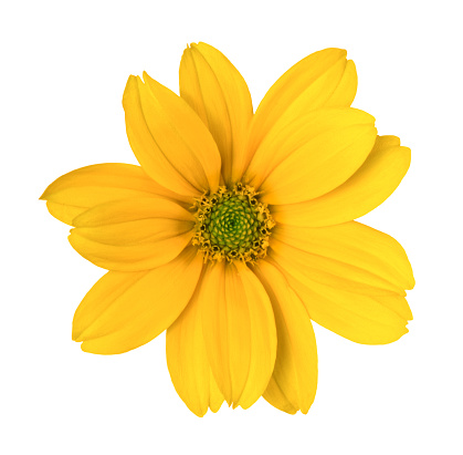 Closeup of single beautiful sunflower