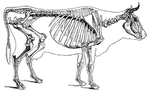 illustrazioni stock, clip art, cartoni animati e icone di tendenza di scheletro di vacca - animal skull cow bull old