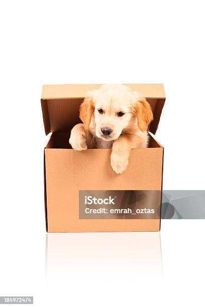 Puppy Stock Photo - Download Image Now - Puppy, Box - Container, Crate