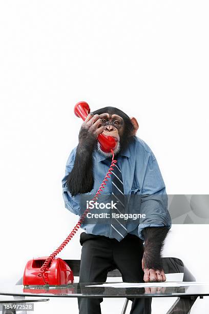 雄チンパンジービジネスの服装 - いたずらのストックフォトや画像を多数ご用意 - いたずら, アイデア, キャラクター