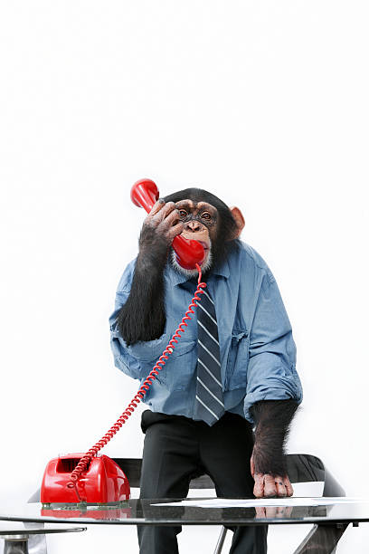 mężczyzna szympans w biznesie ubrania - telephone chimpanzee monkey on the phone zdjęcia i obrazy z banku zdjęć