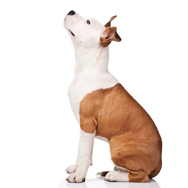 "American Staffordshire Terrier obedience training, sitting in a studio, isolated on white, little shadow beneath ,side view"