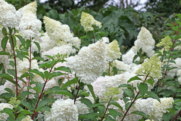 istock White Hydrangea paniculata, or Panicle hydrangea Vanille Fraise 'Renhy' in flower. 1849726245