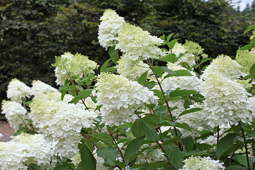 White Hydrangea paniculata, or Panicle hydrangea 'Phantom' in flower.