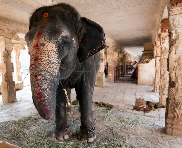 Holy Elephant in Hampi, India stock photo