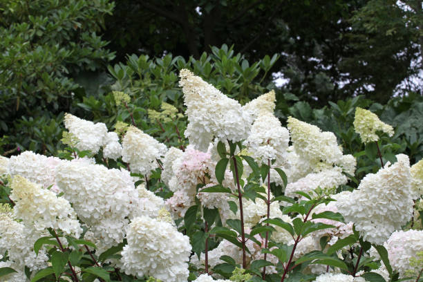 istock White Hydrangea paniculata, or Panicle hydrangea Vanille Fraise 'Renhy' in flower. 1849727829