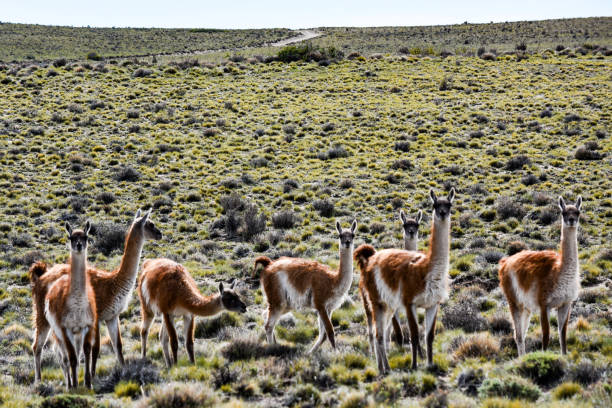 istock Patagonia argentina 1849728351