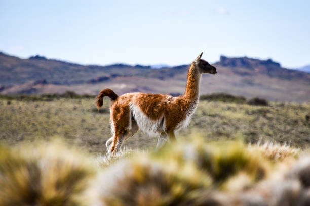 istock Patagonia argentina 1849728354