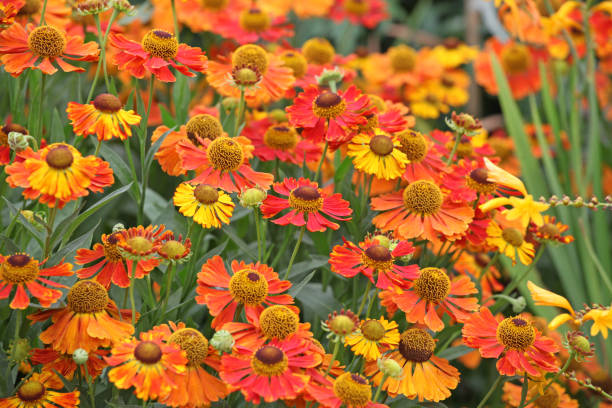 istock Orange and red Helenium sneezeweed 'Waltraut'  in flower. 1849728890