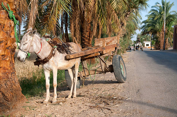 istock Donkey and cart in rural Egypt 184972890