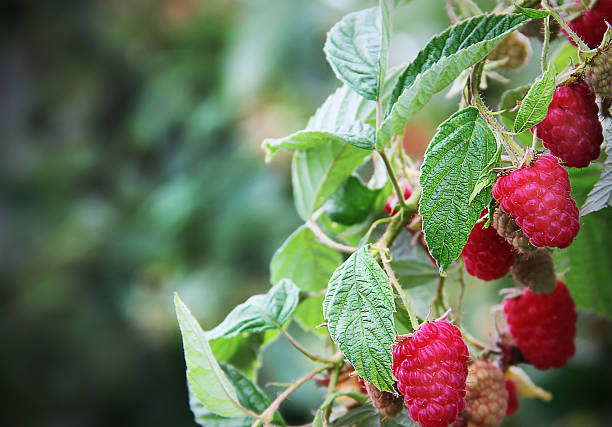 Branch loaded with Ripe Red Raspberries