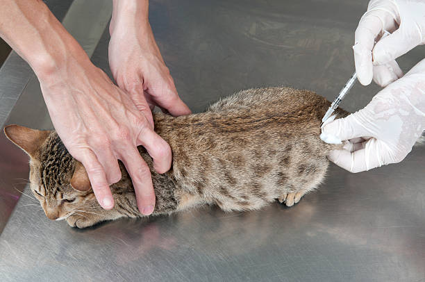 Tabby Cat Vaccination Shot stock photo