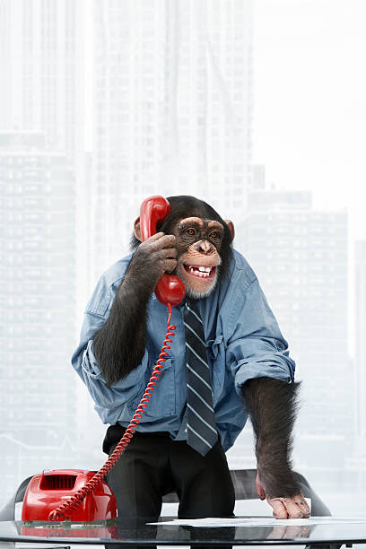 mężczyzna szympans w biznesie ubrania - telephone chimpanzee monkey on the phone zdjęcia i obrazy z banku zdjęć