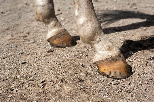 Needles placed by an equine veterinarian at key points near a horse's rear hooves.