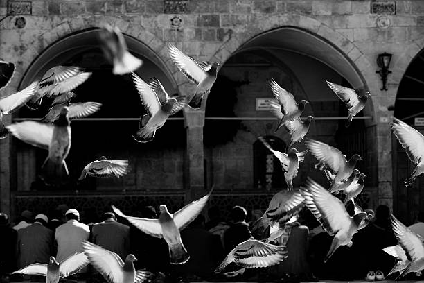 istock Flying pigeons in Sanliufa Turkey 184973014