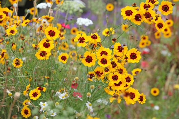 istock Yellow and red Plains coreopsis golden tickseed in flower 1849730992