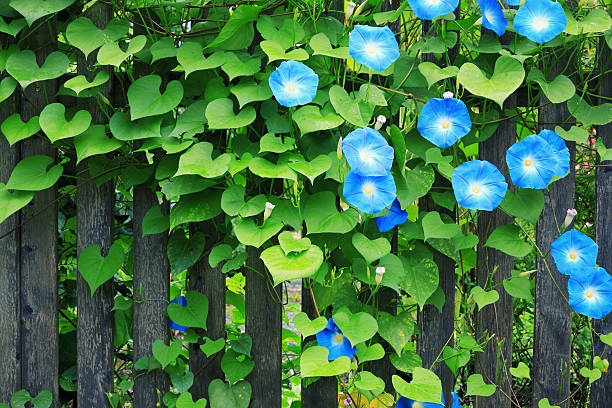 Sky Blue Morning Glories On Fence Fence with beautiful blue morning glories. morning glory photos stock pictures, royalty-free photos & images