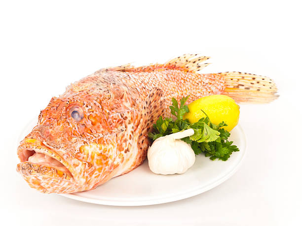 Scorpionfish "Scorpionfish - Scorpaena Scrofa, on white plate,  prepaired to be cooked in a owen, on a plate is a lemon, parsley and garlic." red scorpionfish photos stock pictures, royalty-free photos & images