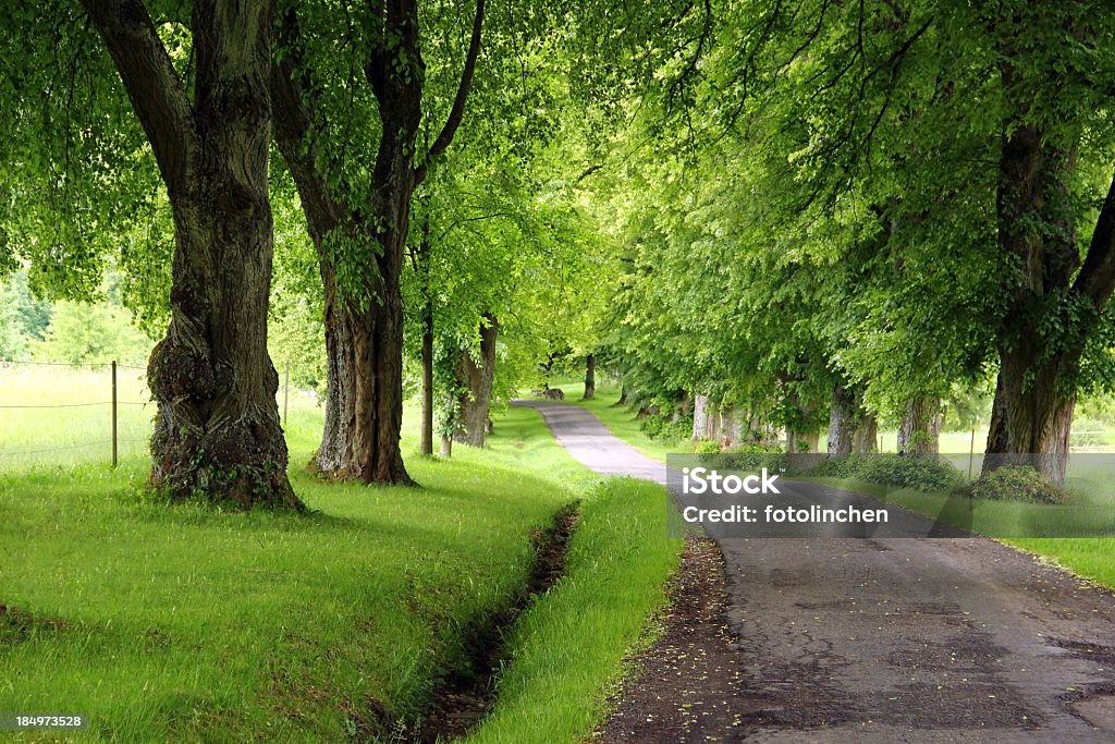 Lime Bäumen avenue - Lizenzfrei Amerikanische Linde Stock-Foto