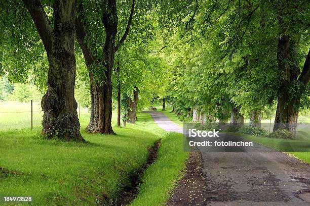 Lime Bäumen Avenue Stockfoto und mehr Bilder von Amerikanische Linde - Amerikanische Linde, Baum, Deutschland