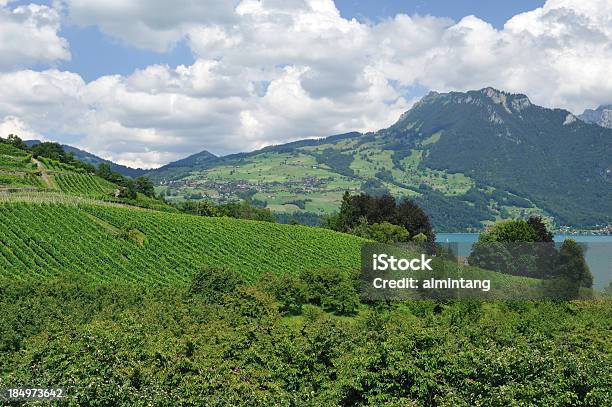 Vinha Na Suíça - Fotografias de stock e mais imagens de Spiez - Spiez, Ao Ar Livre, Campo agrícola